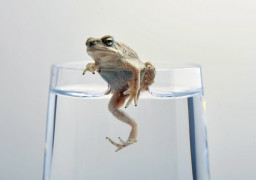 Foto: Tahir Al Shabibi - Lic. Creative Commons